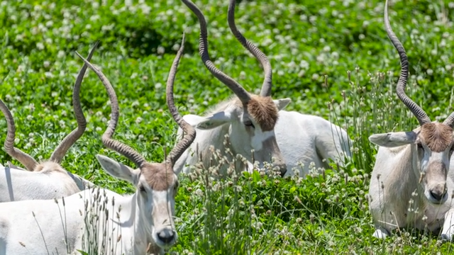 A look at the St. Louis Zoo WildCare Park in St. Louis County